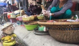 吃瓜老板卖鱼老板,吃瓜老板与卖鱼老板的市井奇遇记