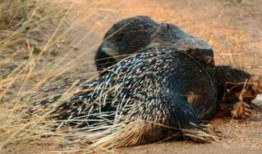 户外平头哥吃瓜,户外平头哥的夏日吃瓜盛宴