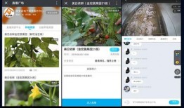 温江吃瓜新闻视频播放