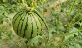 吃红瓜好吗女生,女性养生新宠，美味与健康兼得