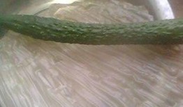 洋瓜可以和葱一起吃吗,健康美味两不误