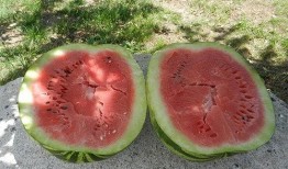 梦见把瓜给别人吃,瓜分喜悦，共享人生美好