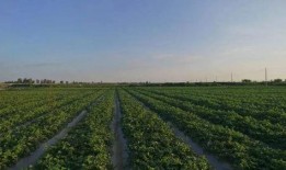 甘肃吃瓜事件最新,揭秘背后真相与网络舆论风暴