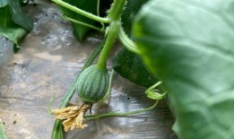 希儿吃瓜,揭秘娱乐圈背后的秘密与八卦