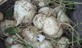 吃瓜达人下载,下载背后的故事与真相