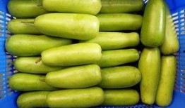 吃薄肉瓜的好处,薄肉瓜的神奇益处揭秘