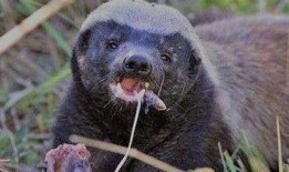 户外平头哥吃瓜,户外平头哥的夏日吃瓜盛宴