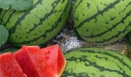 有什么大瓜吃,最新大瓜来袭，精彩内容不容错过！