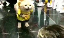 大猫吃瓜群众,大猫视角下的吃瓜群众众生相