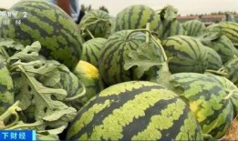 麓山国际吃瓜,揭秘校园里的“吃瓜”风云