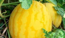 吃瓜的年代,揭秘娱乐圈的甜蜜与苦涩