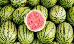 西瓜吃瓜号,揭秘网络红人的魅力与影响力