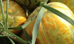 瓜熟透没人吃,探寻背后的人生哲理