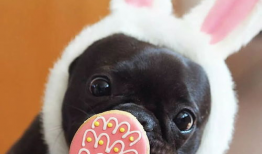 法斗吃瓜完整视频,萌宠欢乐时光大盘点