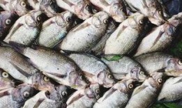 吃瓜老板卖鱼老板,吃瓜老板与卖鱼老板的市井奇遇记