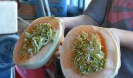 瓜熟透没人吃,探寻背后的人生哲理