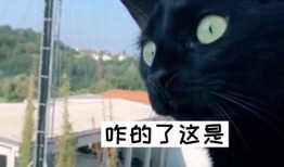 吃瓜隔壁吵架,一场吃瓜群众的围观盛宴