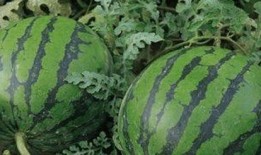 西瓜从结瓜到吃瓜要多久