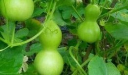 老瓠瓜如何吃,家常美味新体验