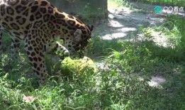 大猫吃瓜群众,大猫视角下的吃瓜群众众生相