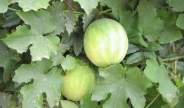 梦见在瓜地里分瓜吃