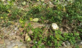 乐山疫情吃瓜,吃瓜群众视角下的防疫风云