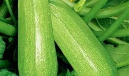 昭仪吃瓜,宫廷八卦背后的宫廷生活