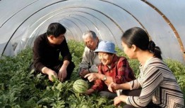 拐子牛吃瓜,一场田园牧歌的生态盛宴