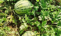 吃瓜的年代,揭秘娱乐圈的甜蜜与苦涩