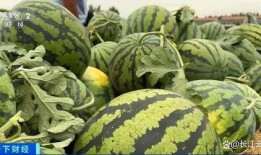 西瓜吃瓜号,揭秘网络红人的魅力与影响力