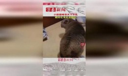 大猫吃瓜群众,大猫视角下的吃瓜群众众生相