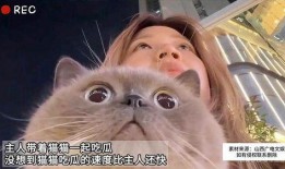 会吃瓜猫