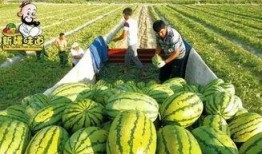 吃瓜的年代,揭秘娱乐圈的甜蜜与苦涩