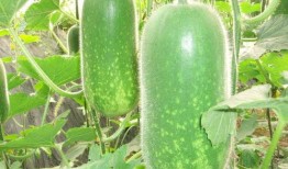 瓜哥吃瓜奇葩故事大全,揭秘那些令人捧腹的奇葩故事