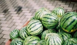 一瓜俩吃,共享美味，共享生活