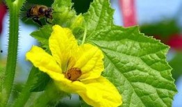 吃辣冰糖蜜瓜,吃辣冰糖蜜瓜的独特风味体验