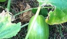 武汉菜根花吃瓜,探寻武汉街头独特的夏日美食风情