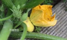 海伦斯吃瓜群,揭秘网络社交圈的趣味与争议