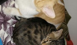 猫吃瓜asmr,一场温馨的ASMR美食盛宴