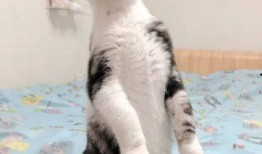 猫吃瓜asmr,一场温馨的ASMR美食盛宴