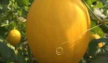 吃辣冰糖蜜瓜,吃辣冰糖蜜瓜的独特风味体验