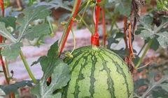 吃瓜福利论坛,揭秘娱乐圈幕后故事，带你畅游八卦盛宴