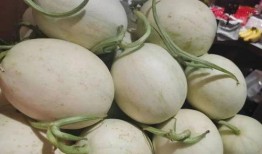 吃玉菇瓜声控,玉菇瓜声控美食之旅