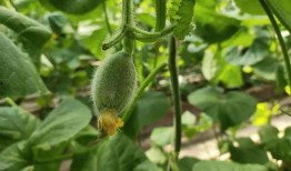 梦见吃瓜真甜,揭秘“梦见吃瓜真甜”的寓意