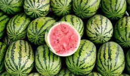 有瓜吃吗图片,揭秘“有瓜吃吗”背后的故事