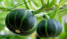 销售焦糖吃瓜视频,吃瓜群众纷纷沉迷的甜蜜瞬间