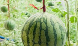 楼台吃瓜,揭秘都市生活百态