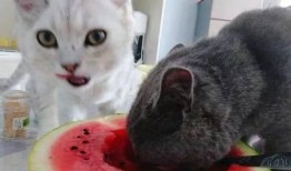 猫吃瓜asmr,一场温馨的ASMR美食盛宴