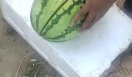 瓜熟透没人吃,探寻背后的人生哲理