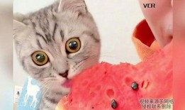 会吃瓜猫